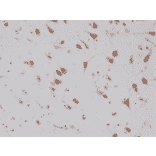 Immunohistochemistry - Anti-NeuN Antibody [RM312] (A121402) - Antibodies.com
