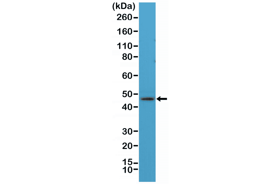 Western Blot - Anti-NeuN Antibody [RM312] (A121385) - Antibodies.com