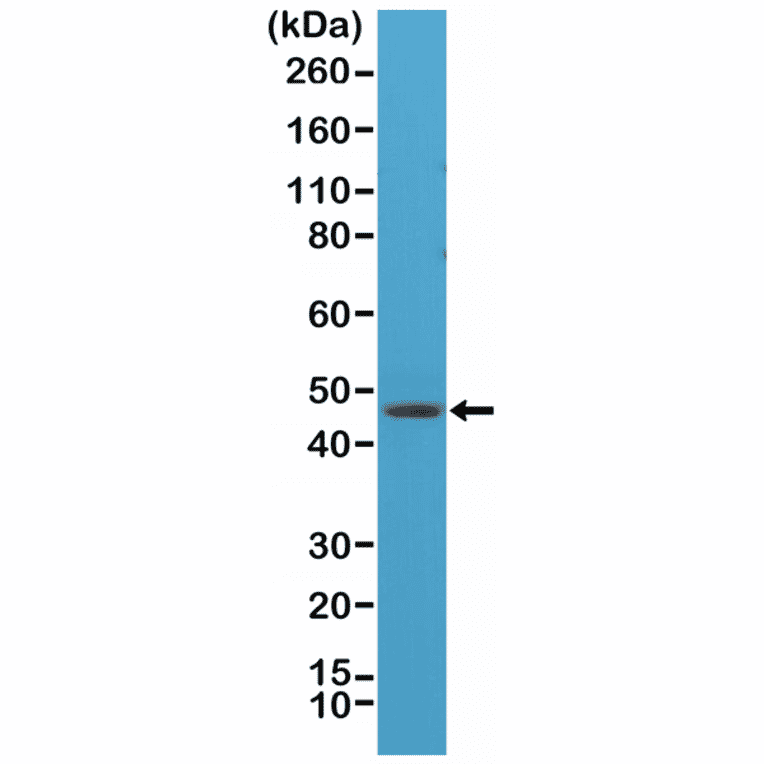 Western Blot - Anti-NeuN Antibody [RM312] (A121385) - Antibodies.com