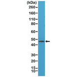 Western Blot - Anti-NeuN Antibody [RM312] (A121385) - Antibodies.com
