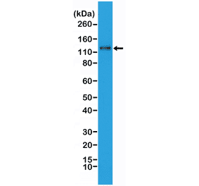 Western Blot - Anti-N Cadherin Antibody [RM259] (A121433) - Antibodies.com