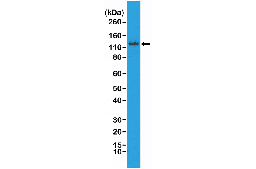 Western Blot - Anti-N Cadherin Antibody [RM259] (A121433) - Antibodies.com