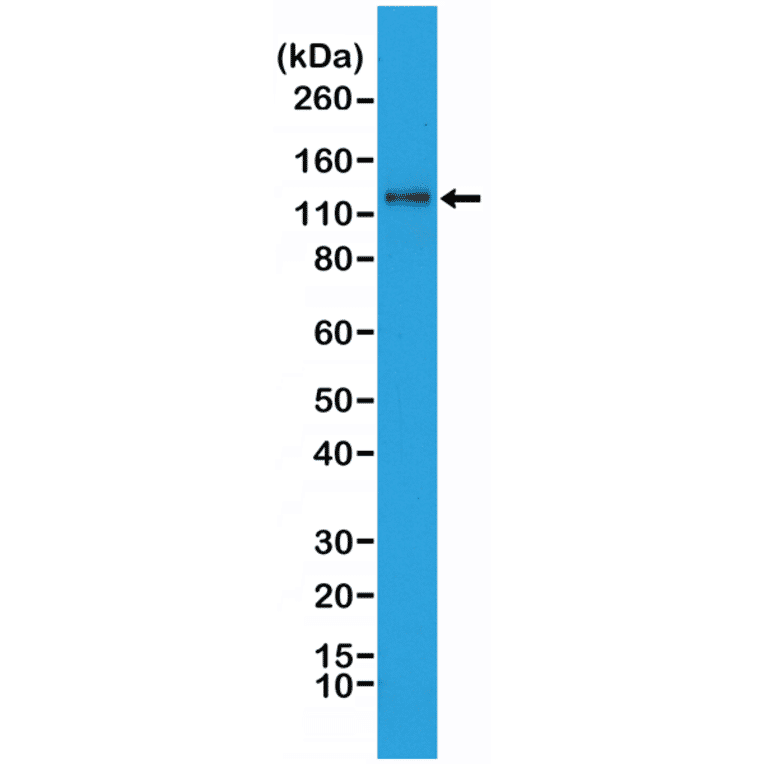 Western Blot - Anti-N Cadherin Antibody [RM259] (A121433) - Antibodies.com