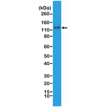 Western Blot - Anti-N Cadherin Antibody [RM259] (A121433) - Antibodies.com