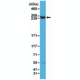 Western Blot - Anti-mTOR Antibody [RM274] (A121387) - Antibodies.com