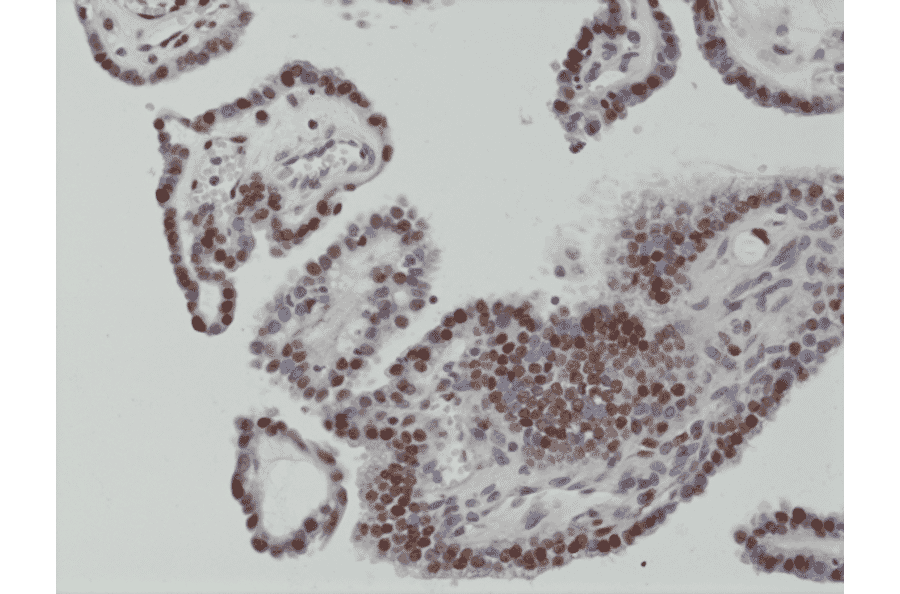 Immunohistochemistry - Anti-c-Fos Antibody [RM374] (A121375) - Antibodies.com