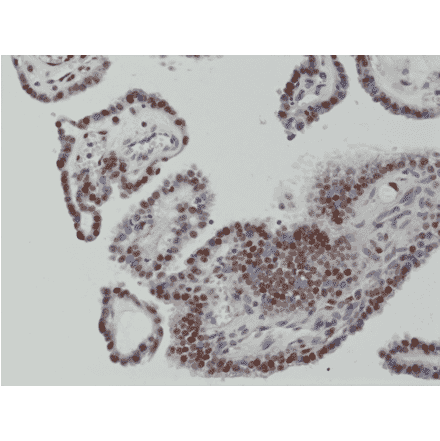 Immunohistochemistry - Anti-c-Fos Antibody [RM374] (A121375) - Antibodies.com