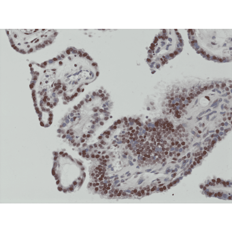 Immunohistochemistry - Anti-c-Fos Antibody [RM374] (A121375) - Antibodies.com