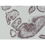 Immunohistochemistry - Anti-c-Fos Antibody [RM374] (A121375) - Antibodies.com