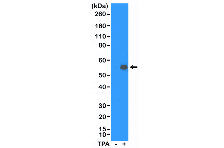 Western Blot - Anti-c-Fos Antibody [RM374] (A121390) - Antibodies.com
