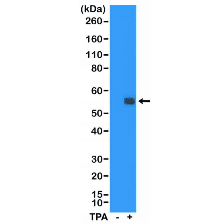Western Blot - Anti-c-Fos Antibody [RM374] (A121390) - Antibodies.com