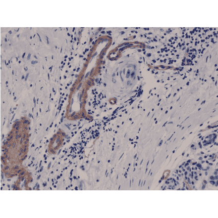 Immunohistochemistry - Anti-CD146 Antibody [RM249] (A121485) - Antibodies.com