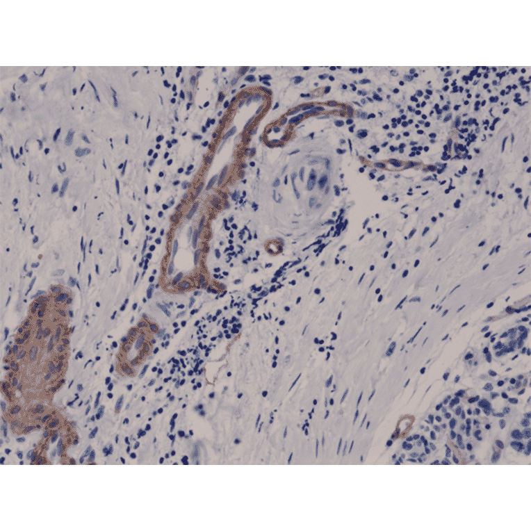 Immunohistochemistry - Anti-CD146 Antibody [RM249] (A121485) - Antibodies.com