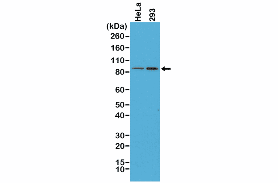 Western Blot - Anti-beta Catenin Antibody [RM276] (A121393) - Antibodies.com