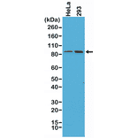 Western Blot - Anti-beta Catenin Antibody [RM276] (A121393) - Antibodies.com