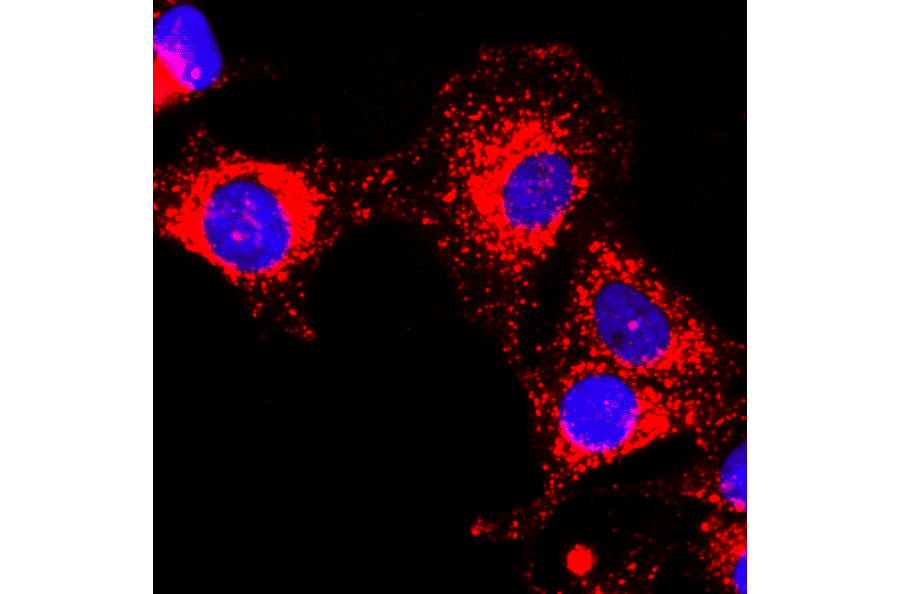 Immunocytochemistry - Anti-GAPDH Antibody [RM114] (A121303) - Antibodies.com