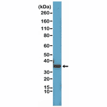 Western Blot - Anti-Cyclin D1 Antibody [RM241] (A121397) - Antibodies.com