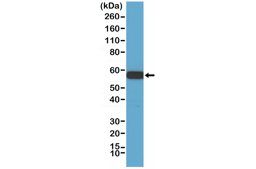 Western Blot - Anti-AKT1 Antibody [RM252] (A121398) - Antibodies.com