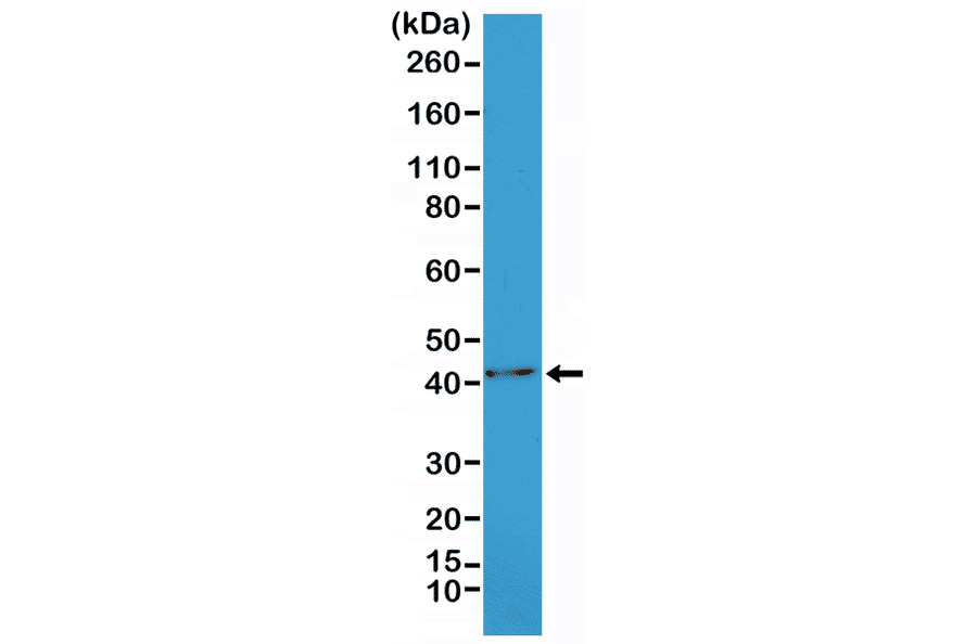 Western Blot - Anti-alpha Smooth Muscle Actin Antibody [RM253] (A121400) - Antibodies.com
