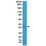 Western Blot - Anti-alpha Smooth Muscle Actin Antibody [RM253] (A121400) - Antibodies.com