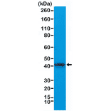 Western Blot - Anti-alpha Cardiac Actin Antibody [RM257] (A121401) - Antibodies.com