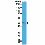 Western Blot - Anti-BAG-1L Antibody [RM310] (A121402) - Antibodies.com