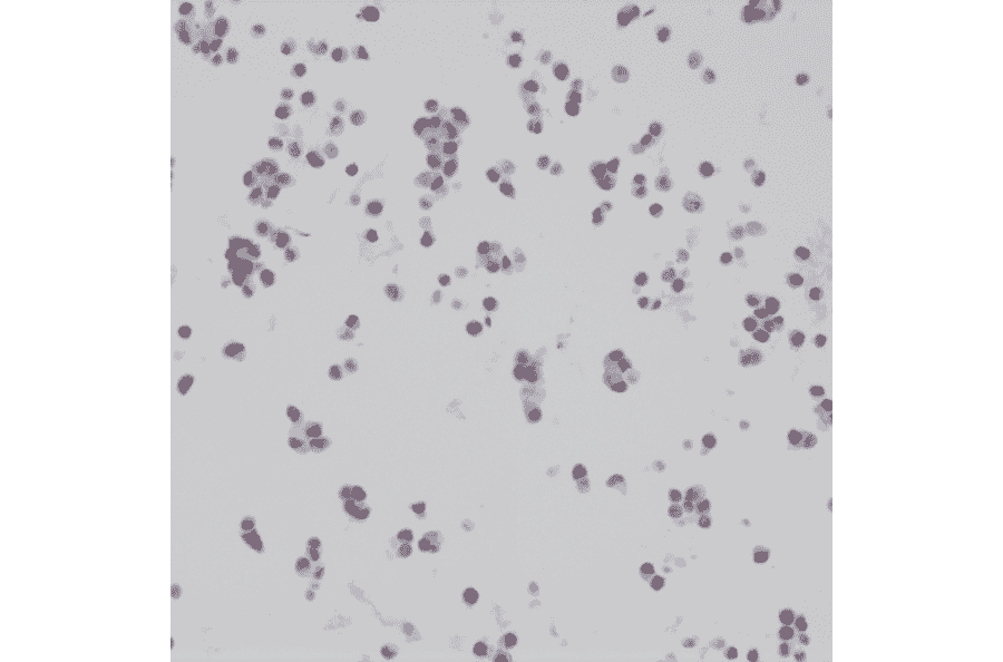 Immunohistochemistry - Anti-BAG-1L Antibody [RM310] (A121438) - Antibodies.com