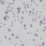 Immunohistochemistry - Anti-BAG-1L Antibody [RM310] (A121438) - Antibodies.com