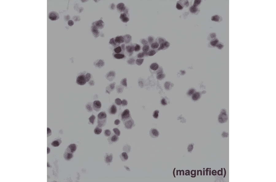 Immunohistochemistry - Anti-BAG-1L Antibody [RM310] (A121402) - Antibodies.com