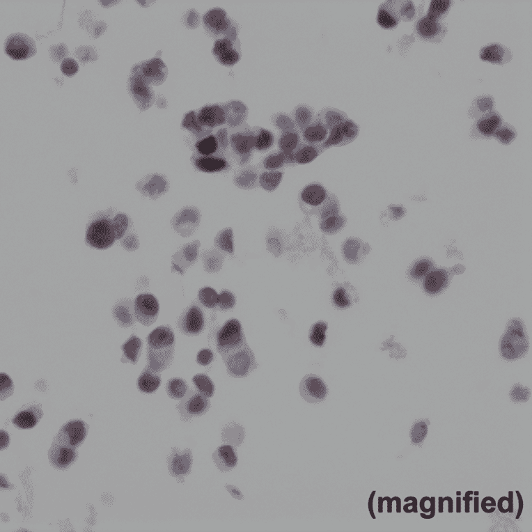 Immunohistochemistry - Anti-BAG-1L Antibody [RM310] (A121402) - Antibodies.com