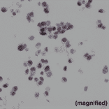 Immunohistochemistry - Anti-BAG-1L Antibody [RM310] (A121402) - Antibodies.com