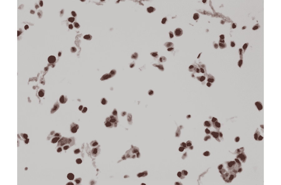 Immunohistochemistry - Anti-BAG-1L Antibody [RM310] (A121402) - Antibodies.com