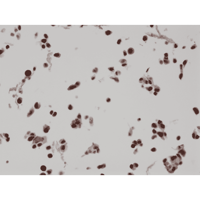 Immunohistochemistry - Anti-BAG-1L Antibody [RM310] (A121402) - Antibodies.com