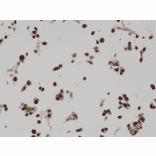 Immunohistochemistry - Anti-BAG-1L Antibody [RM310] (A121402) - Antibodies.com