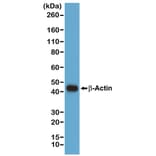 Western Blot - Anti-beta Actin Antibody [RM112] (A121404) - Antibodies.com