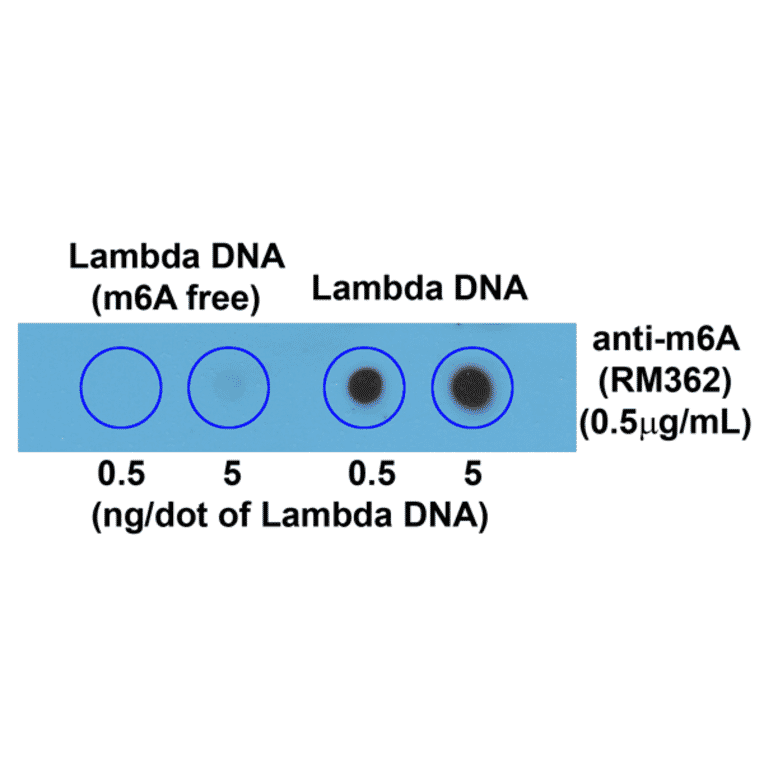Dot Blot - Anti-N6-Methyladenosine Antibody [RM362] (A121423) - Antibodies.com