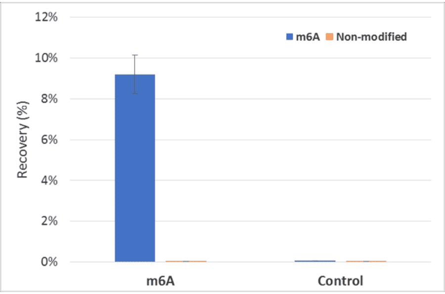 Methylated DNA Immunoprecipitation - Anti-N6-Methyladenosine Antibody [RM362] (A121405) - Antibodies.com