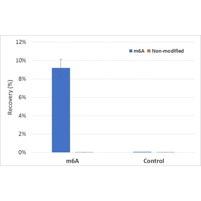 Methylated DNA Immunoprecipitation - Anti-N6-Methyladenosine Antibody [RM362] (A121405) - Antibodies.com