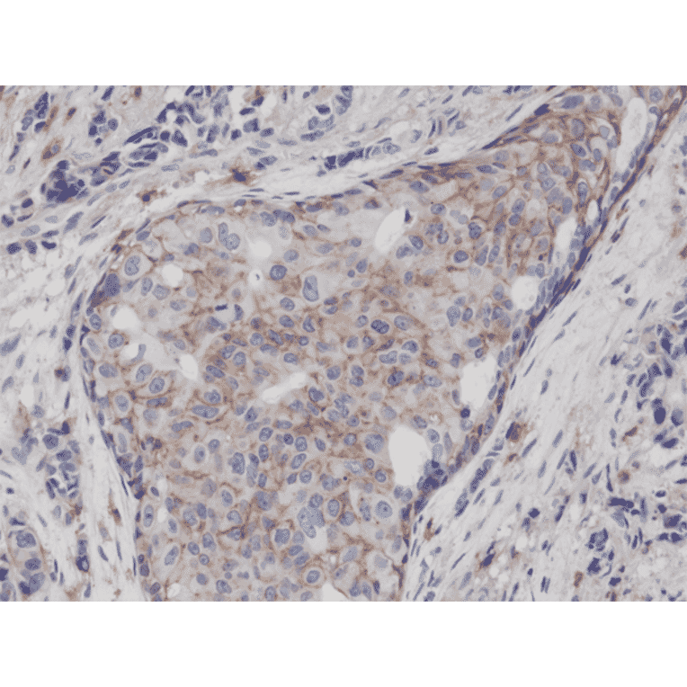 Immunohistochemistry - Anti-CD44 Antibody [RM264] (A121292) - Antibodies.com