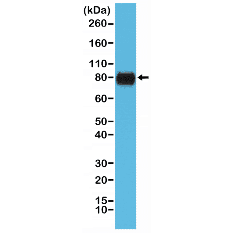 Western Blot - Anti-CD44 Antibody [RM264] (A121408) - Antibodies.com