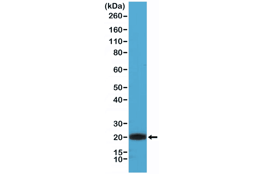 Western Blot - Anti-CD3 Antibody [RM344] (A121411) - Antibodies.com