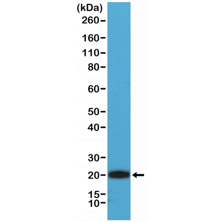 Western Blot - Anti-CD3 Antibody [RM344] (A121411) - Antibodies.com