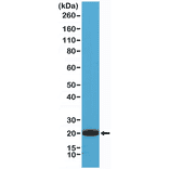 Western Blot - Anti-CD3 Antibody [RM344] (A121411) - Antibodies.com