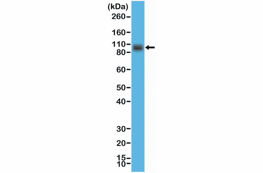 Western Blot - Anti-CD276 Antibody [RM335] (A121412) - Antibodies.com