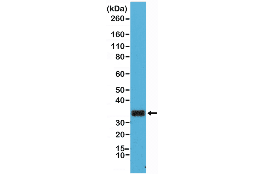 Western Blot - Anti-CD20 Antibody [RM272] (A121413) - Antibodies.com