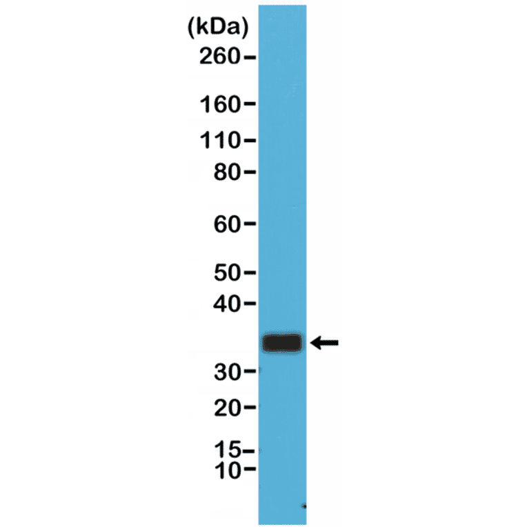 Western Blot - Anti-CD20 Antibody [RM272] (A121413) - Antibodies.com