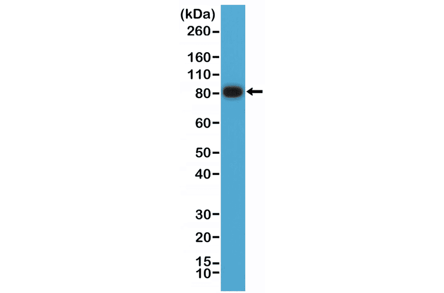 Western Blot - Anti-CD19 Antibody [RM332] (A121414) - Antibodies.com