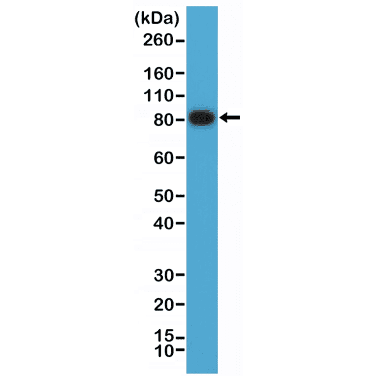 Western Blot - Anti-CD19 Antibody [RM332] (A121414) - Antibodies.com