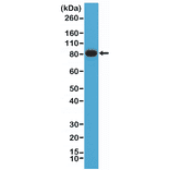 Western Blot - Anti-CD19 Antibody [RM332] (A121414) - Antibodies.com