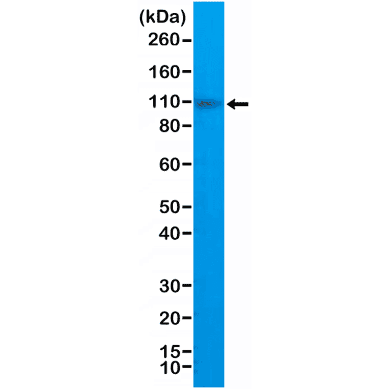 Western Blot - Anti-CD10 Antibody [RM337] (A121415) - Antibodies.com